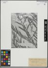 Foto von Salix acmophylloides Hausskn. & Bornm.